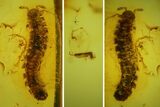 Fossil Centipede (Chilopoda) & Springtail (Collembola) Baltic Amber #142240-1